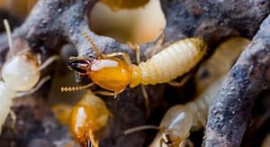 Termite removal Sydney, Termites Sydney