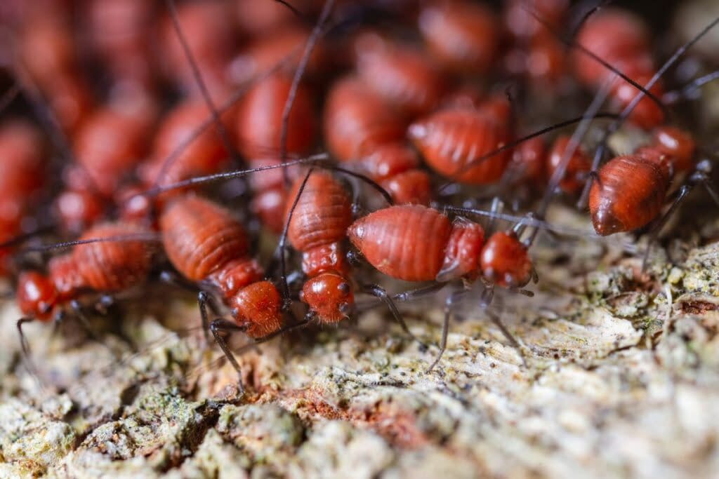 Termidor Termite Treatment in Sydney